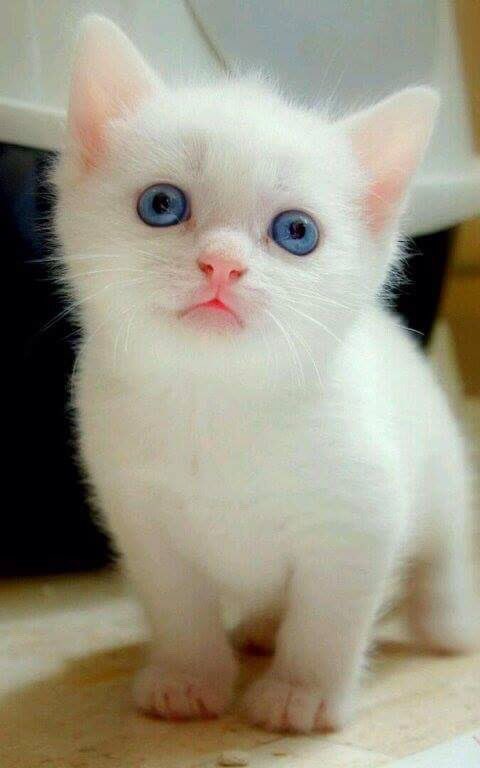 RashidMahra2's tweet photo. My cat https://t.co/QExyPxJNtT
