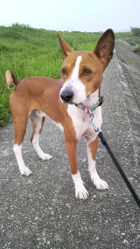 Hanamici 父実家介護中にてお休みがちです No Twitter バセンジー はアフリカ原産の紀元前から存在している古代犬種で 現存する 犬のなかで最も古い犬種のひとつです 短毛で清潔 猫っぽい性格 そしてプーピー言いますが吠えないのが特徴です 筋肉質のシャープ