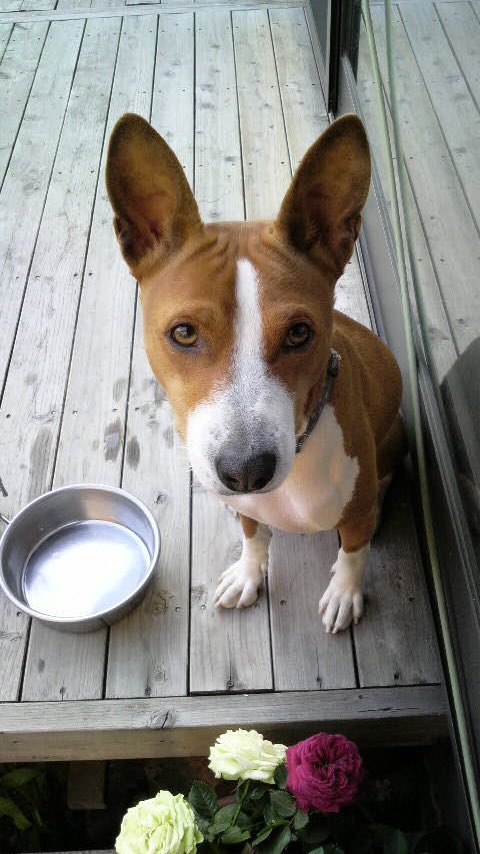 Hanamici 父実家介護中にてお休みがちです No Twitter バセンジー はアフリカ原産の紀元前から存在している古代犬種で 現存する 犬のなかで最も古い犬種のひとつです 短毛で清潔 猫っぽい性格 そしてプーピー言いますが吠えないのが特徴です 筋肉質のシャープ