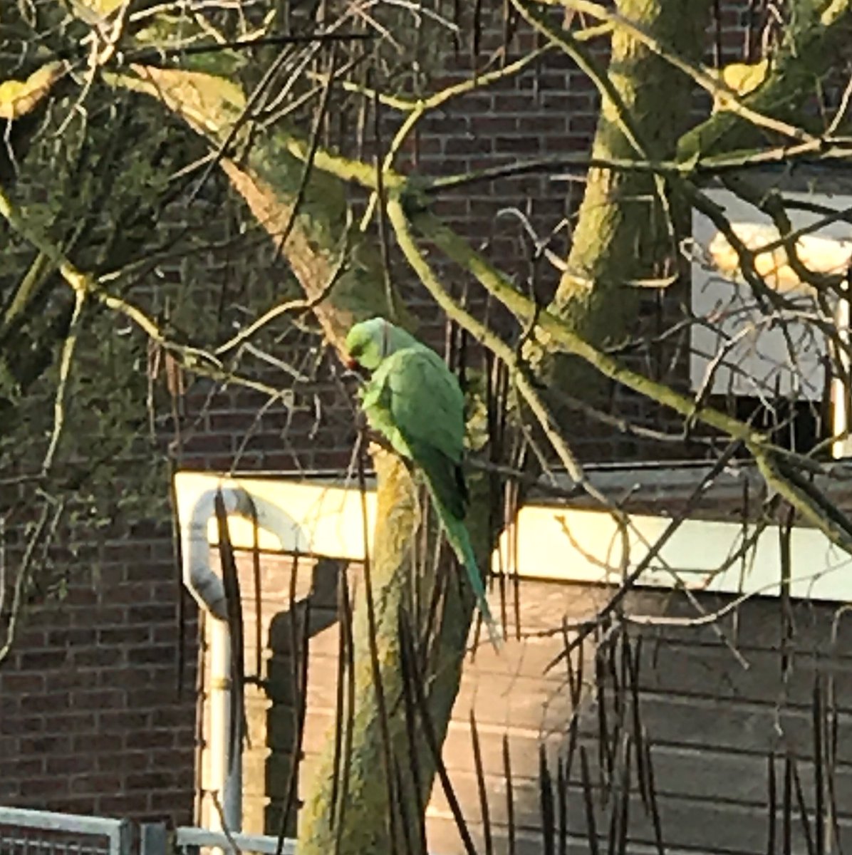 riannemo's tweet photo. Gespot: vreemde vogel in het Heerjansdamse #groenmetrodesnavel het lijkt wel op een parkiet https://t.co/tFc4jvMm36