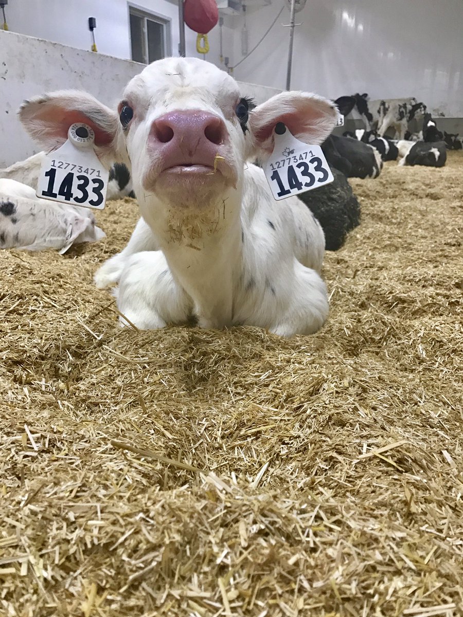 I don't pick favourites but if I did, she'd be the favourite child! #dirtyhandswarmheart #minimoo #holstein #farm365 #OntAg