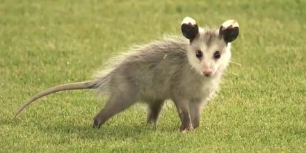 SECNetwork's tweet photo. LSU was down 8-1 in the 7th.

Then @LSUbaseball scored 9 unanswered to beat Arkansas, 10-8.

IT'S BACK. #RallyPossum https://t.co/gEbvbnYj0c