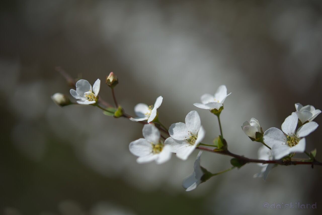 嘘に咲く花 Twitter Search Twitter