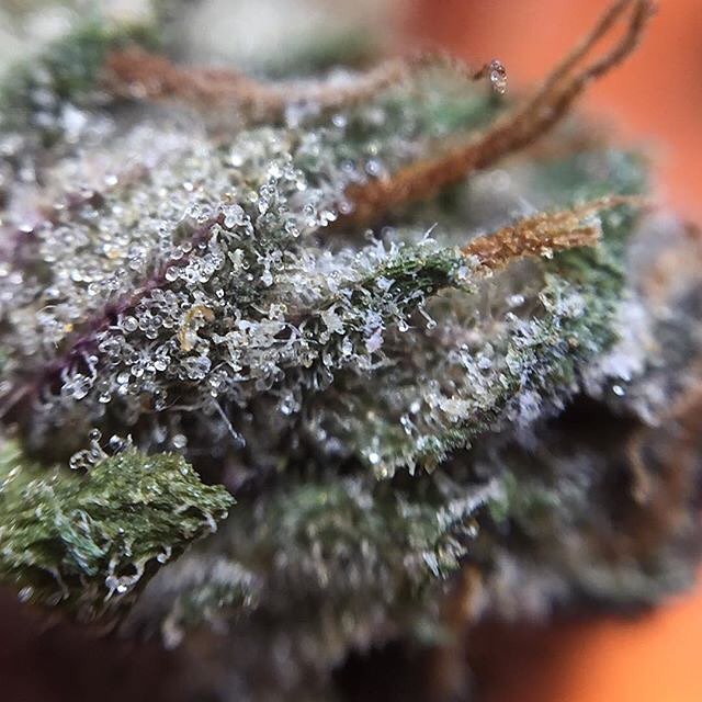 TahoeHydro's tweet photo. Gelato 45 This is definitely one of our favorite strains.
#Cannabis #MacroBud #Weedporn https://t.co/76DBugRSFo