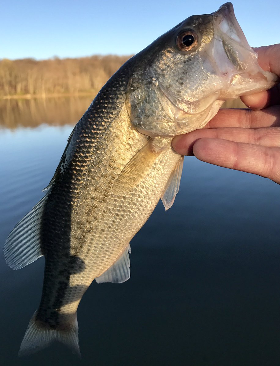 Phil_Traverse's tweet photo. @BerkleyFishing my new favorite lure series... Digger 6.5
#abugarciaforlife #berkleydigger #glissbraid #fishingevolved https://t.co/7O9SX5EFqj
