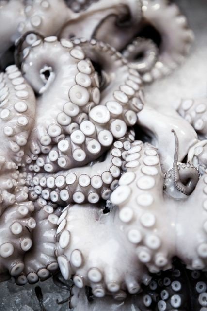 ReservedOctopus's tweet image. ❝ Fire, help me to forget.❞

🔮Cecealia!Burr
🐙Not new to Hamilton Verse
🔮Not new to RP
🐙Retweet please!
🔮Detailed/Literate