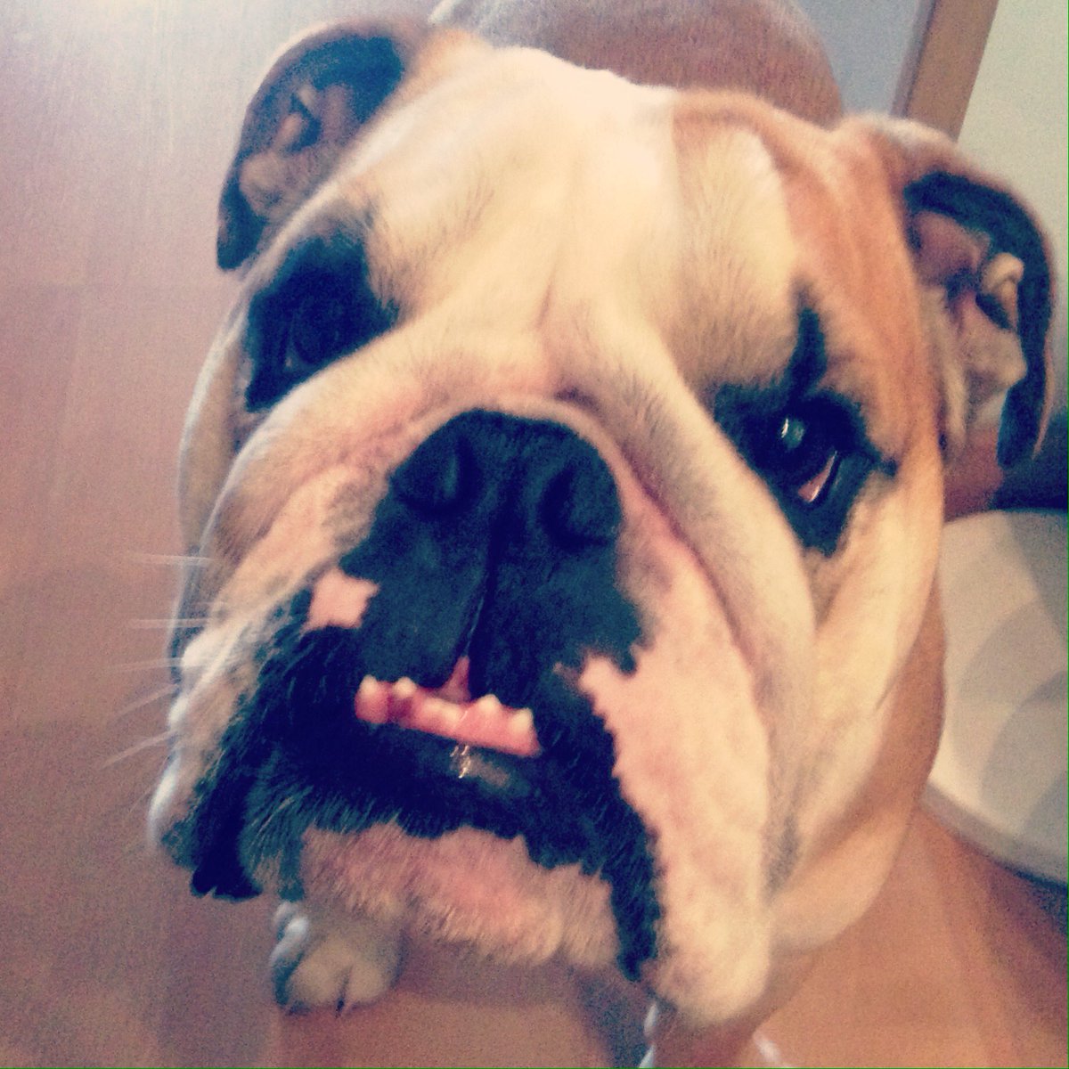 YBatchiBCN's tweet photo. My love #SundayMorning #happydogs #Patxi #bulldog #ybatchi #etsy https://t.co/St5oq48qjX