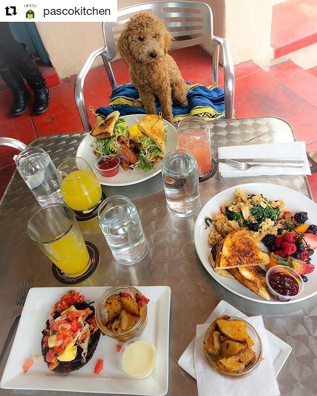 #FIABTucson bringing you #SmallBusinessSaturday with <a href="/pascokitchen/">Pasco Kitchen Lounge</a>! Super cute and it looks super good!
・・・
We are brunch and dog friendly!…