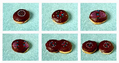 lynchswish4's tweet photo. Now this is my type of AP Biology studying! #mitosis #apbio #FOOD https://t.co/L4eruKdrYI