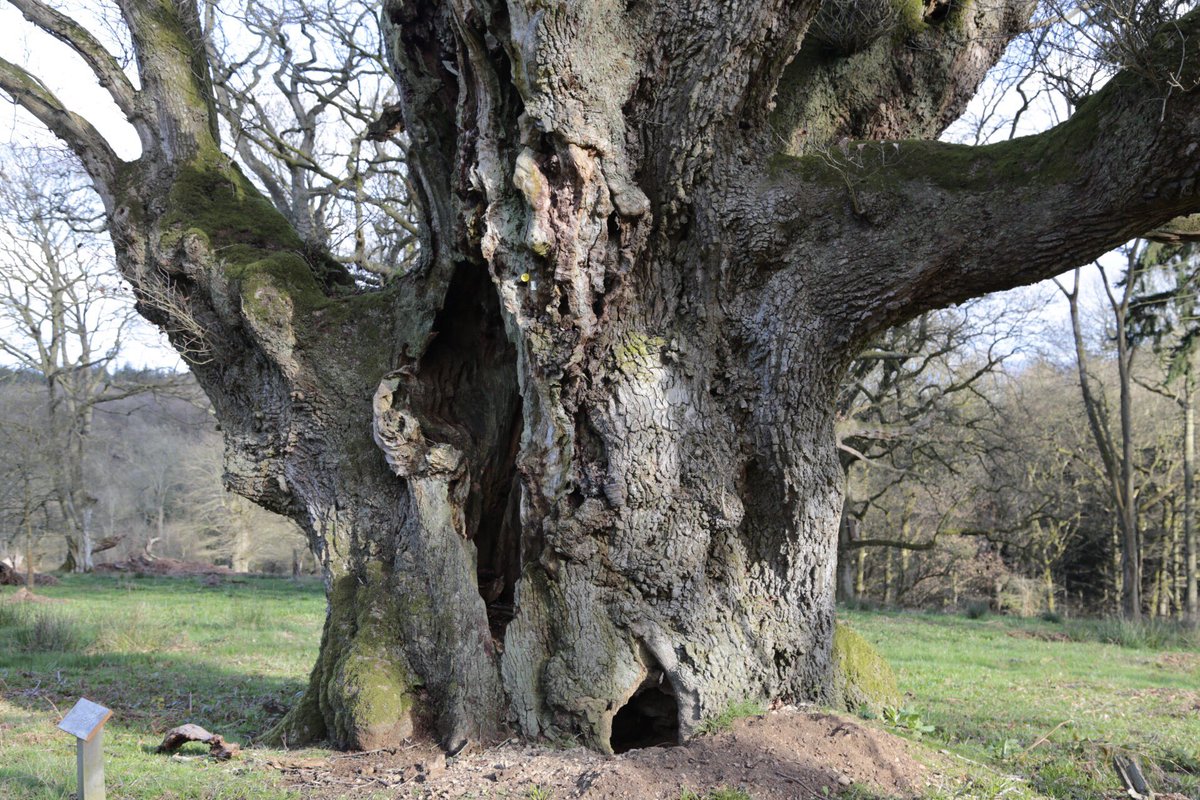 Ancient oak tree at Croft Castle in Herefordshire.