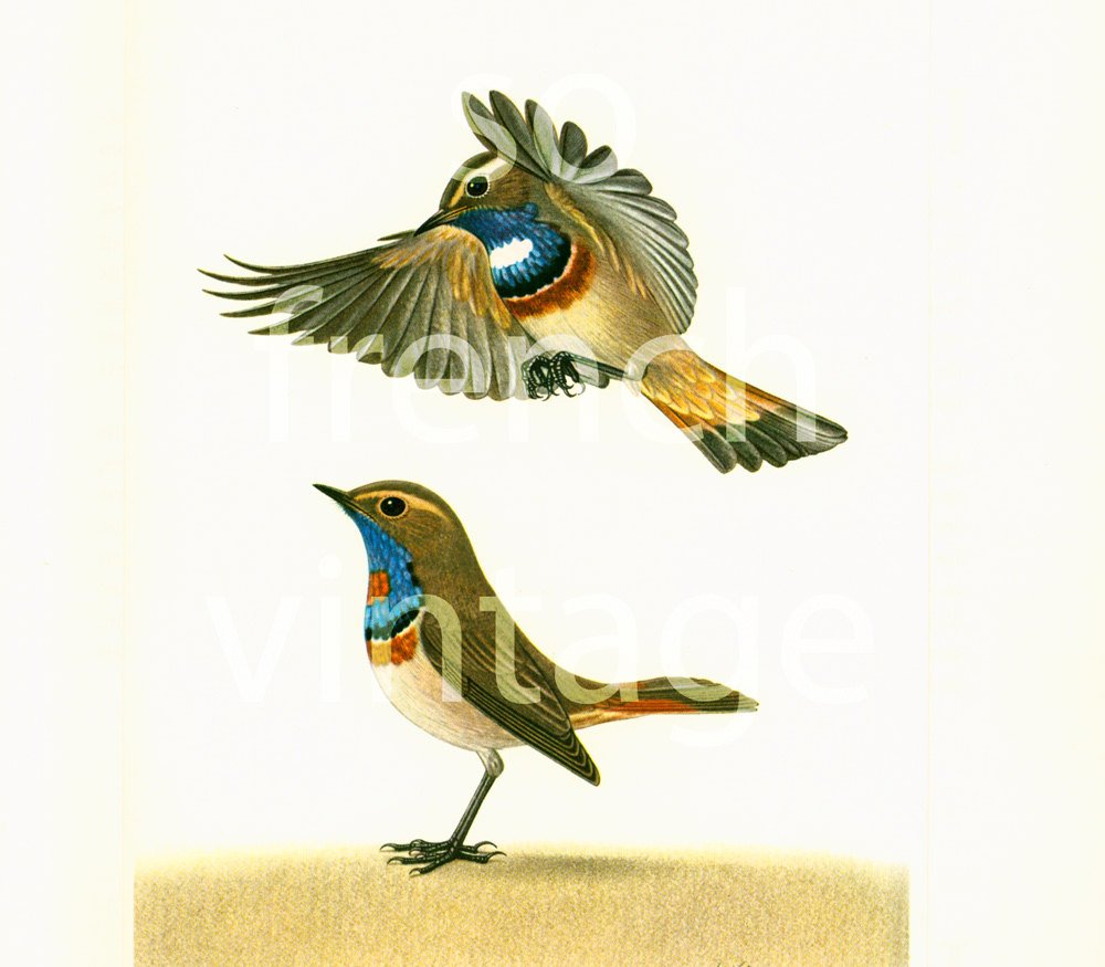 1961 Bluethroat Print, vintage Bird Print, Chats Bird illustration, … tuppu.net/3cd45747 #Etsy #NaturalistPrint