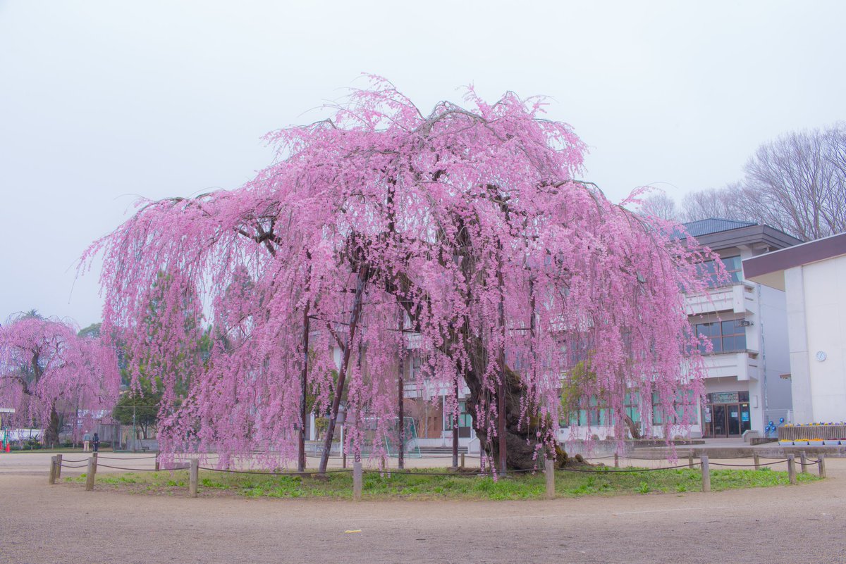 44_ryuji's tweet photo. 今シーズン、桜の初撮りは、雨の降る中での撮影📷　　#孝子桜　#しだれ桜　#垂れ桜　#写真好きな人と繋がりたい　#写真撮ってる人と繋がりたい　#ファインダー越しの私の世界　#Pentax https://t.co/D0HplUGvQX