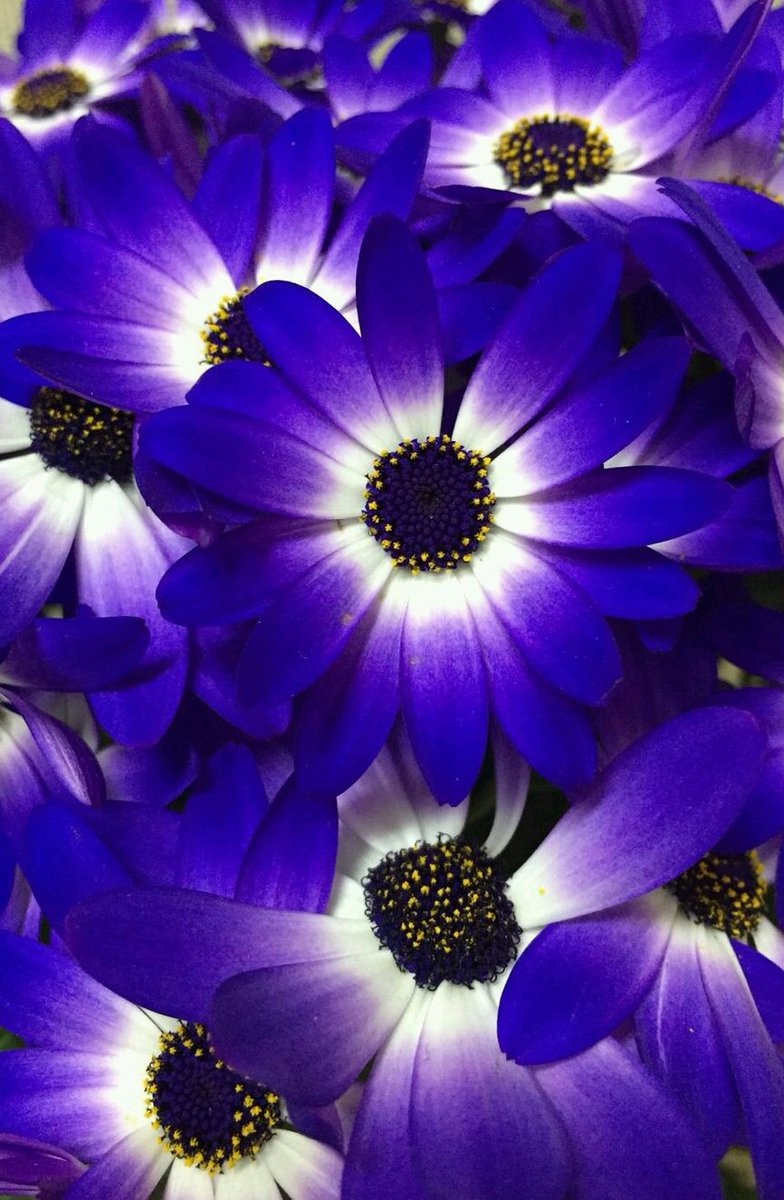 Good morning tweet heart's