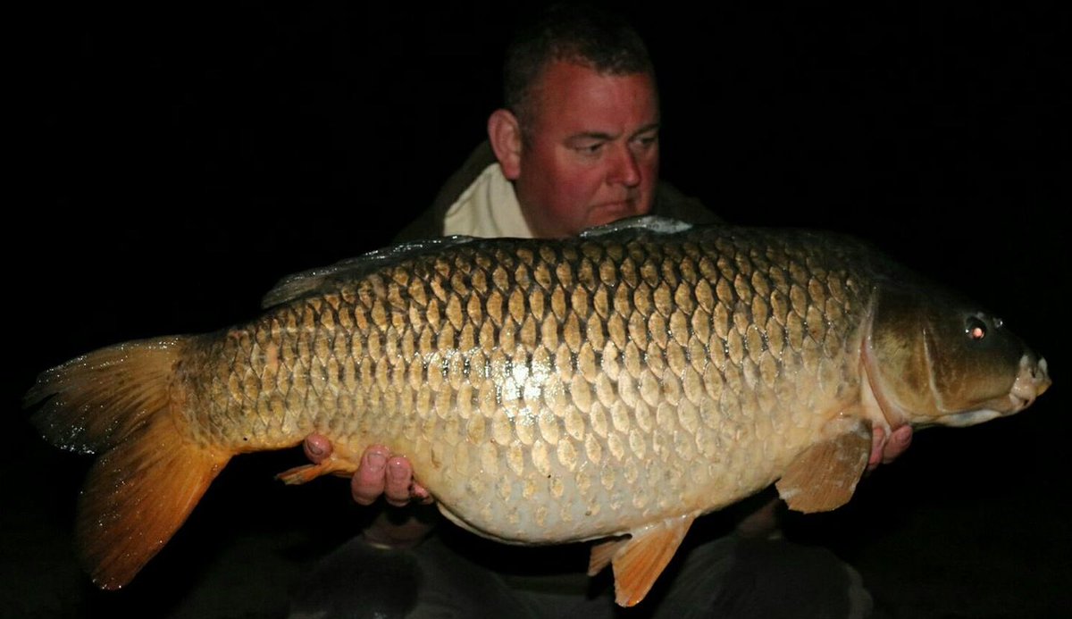 pro_baits's tweet image. The Birch syndicate in South Wales done 3 different 30's yesterday/last night all on Pro baits UK Biggie bait....common best going 31.9