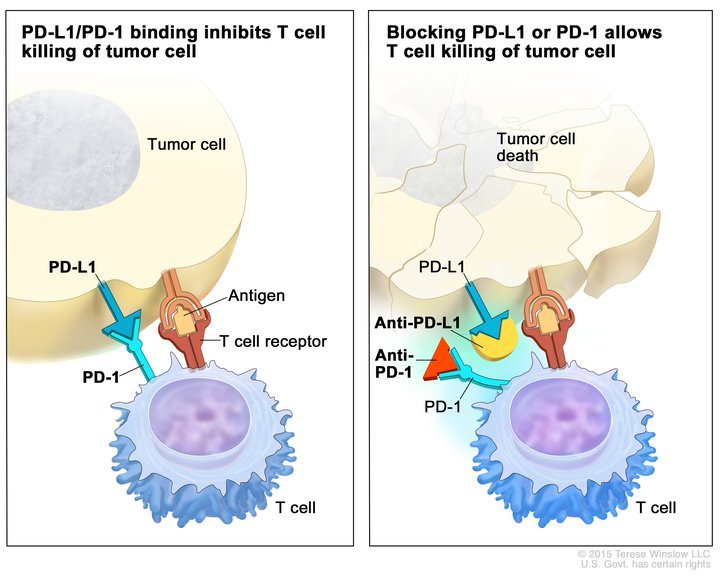 Checkpoint inhibitors "release the brakes" on the immune system, as NCI's Dr. James Gulley explains: 1.usa.gov/1RJ9lbi <a href="/gulleyj1/">@gulleyj1</a>