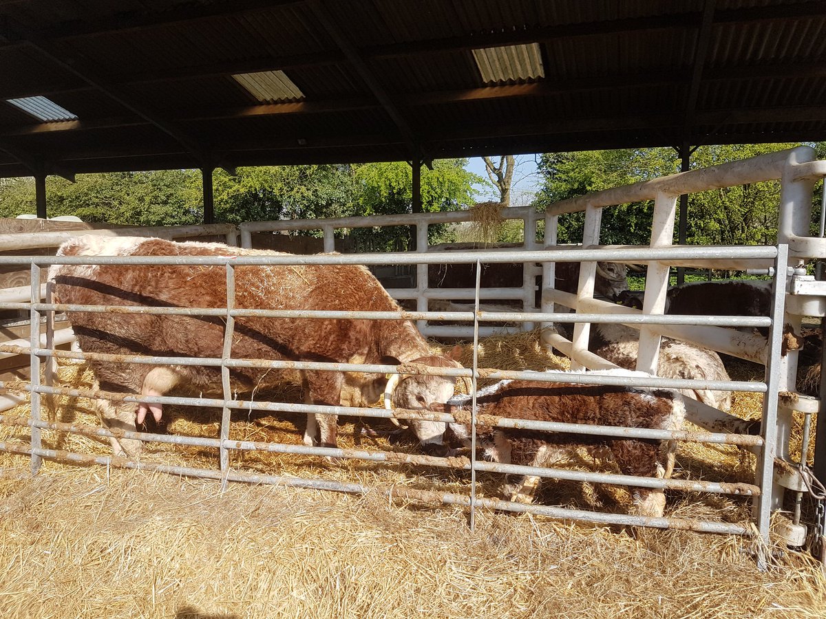 ChasSutcliffe's tweet image. Another new arrival a bull calf by Tetford Ulrich o/o Tetford Twinkle greeted me this morning #calving17 #Tetfordlonghorns 👍🐂😆
