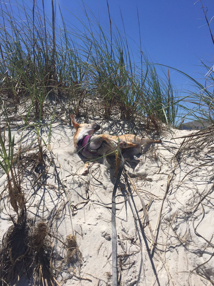 laurenplude's tweet photo. Nope, pup doesn't like the beach at all.😉 https://t.co/4xdmrx9DWZ
