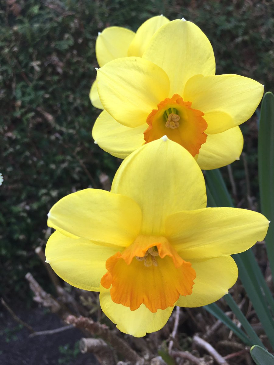 Ironnorm77's tweet photo. Hello Spring 😃 
I want to wish all people a wonderful Sunday 🌞 
#springingermany 🇩🇪 https://t.co/rSn7qMjI63