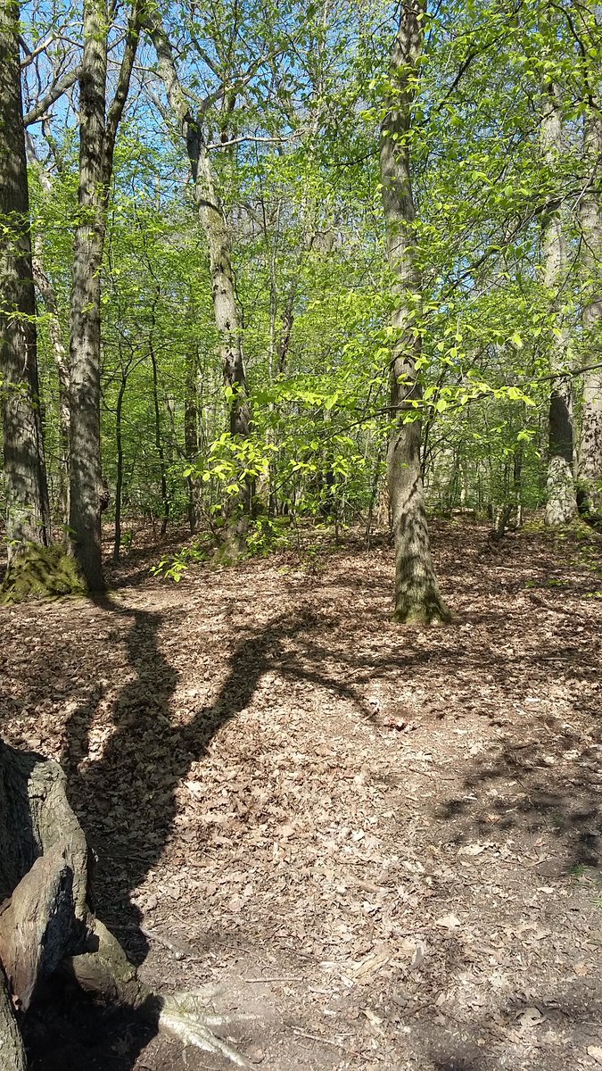 ennis_tracey's tweet image. Lovely day for a walk in the woods #Londonspringtime 🐕🌳🐕🌳