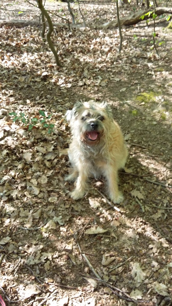 ennis_tracey's tweet image. Lovely day for a walk in the woods #Londonspringtime 🐕🌳🐕🌳