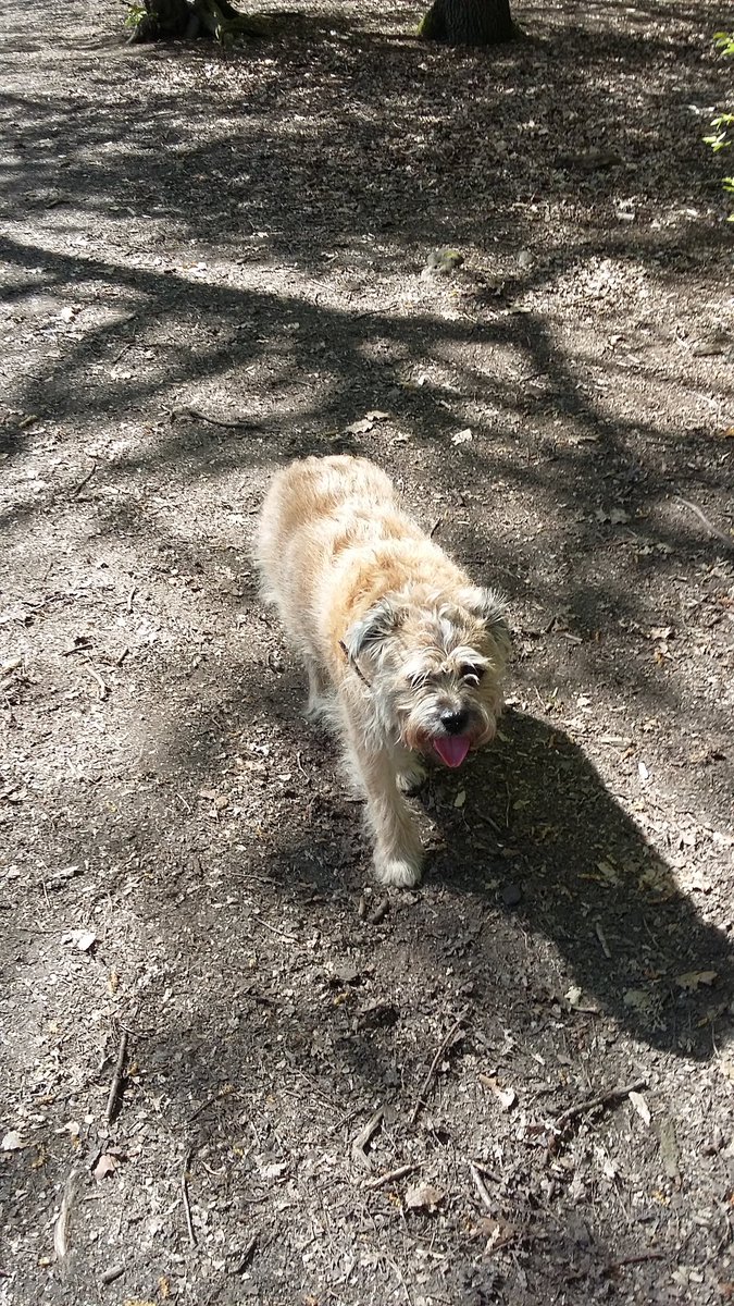 ennis_tracey's tweet image. Lovely day for a walk in the woods #Londonspringtime 🐕🌳🐕🌳