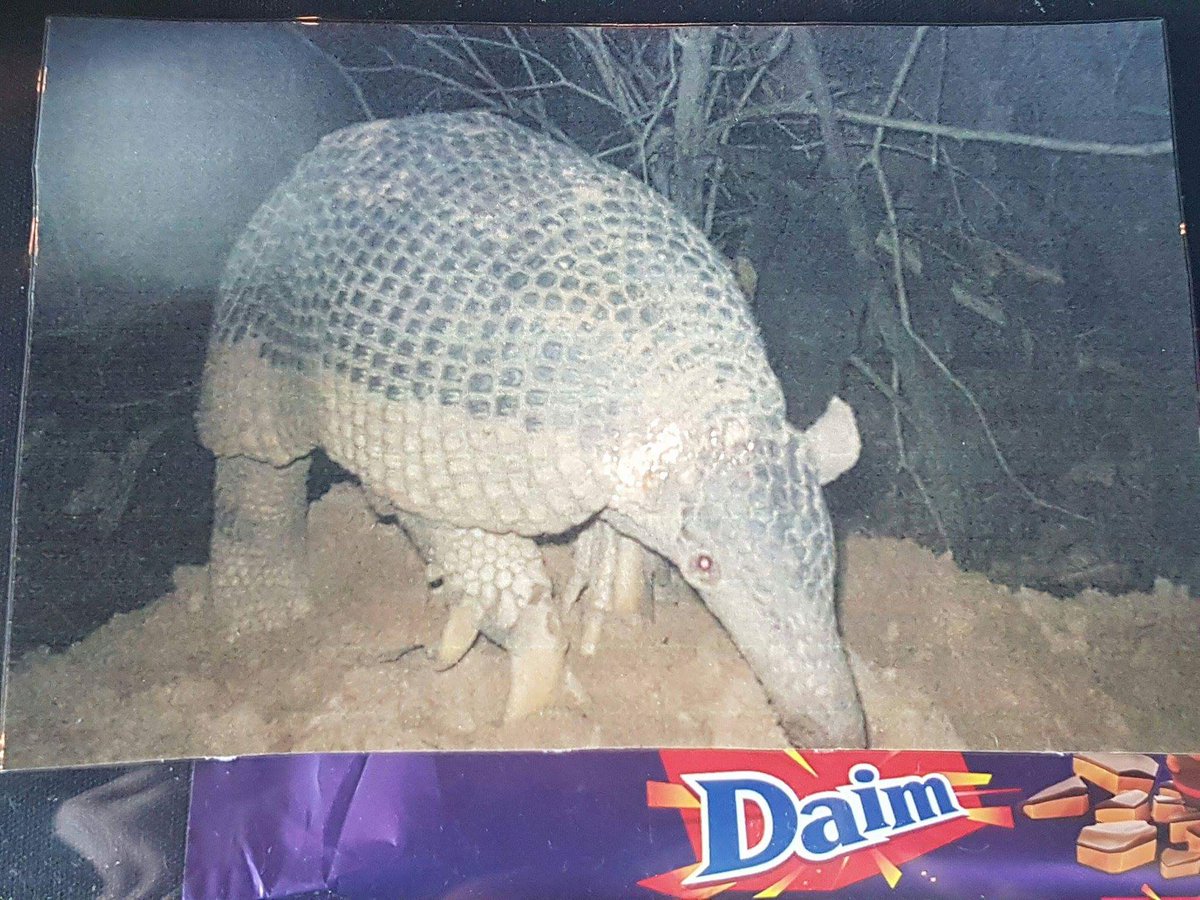 CipherDelic's tweet photo. Who knew ????
Armadillos like daim bars!!!
@EdinburghZoo @EdSciFest https://t.co/fel4Ww7Wwy