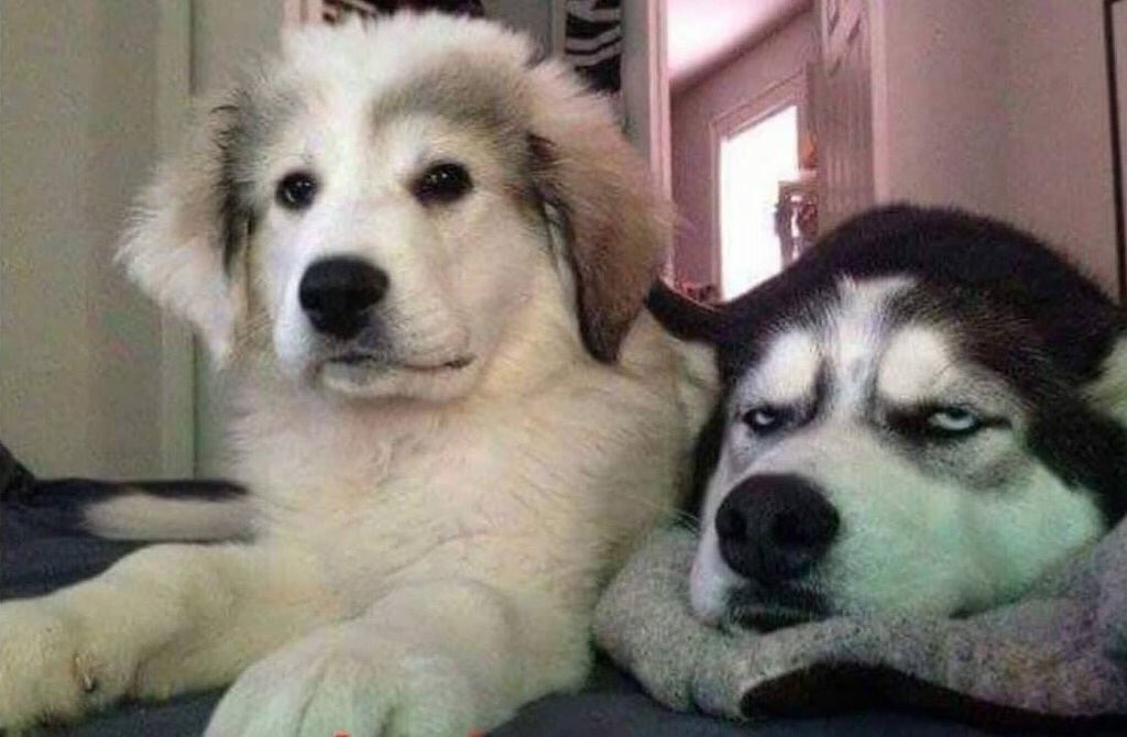 1prof2lettres's tweet image. Quand ton chef d'établissement et l'inspecteur viennent assister à un de tes cours...