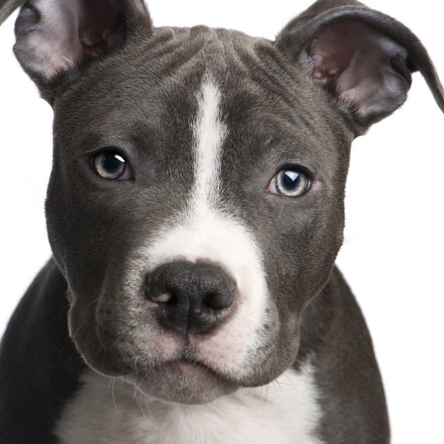 The only thing capable of giving unconditional love is a dog. #dogsarelove