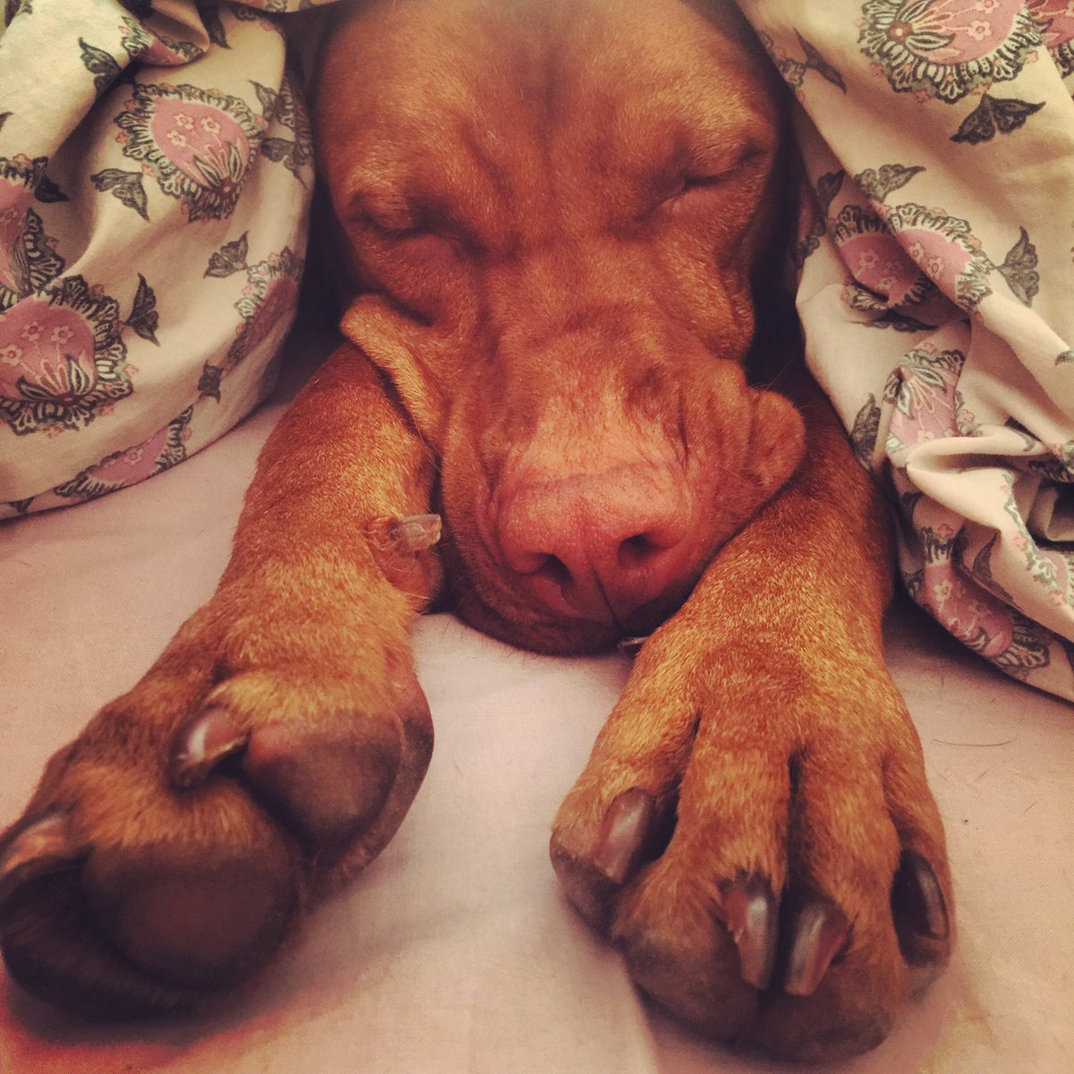 VictoriaJoint's tweet photo. #sundaysnuggles @CPalmee https://t.co/a65KvvdAVO