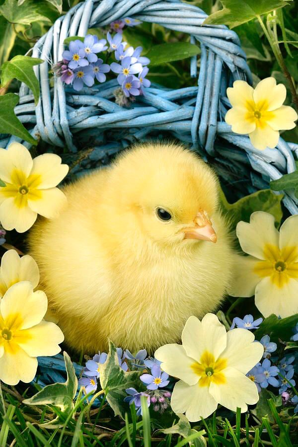 OliveFragrance2's tweet photo. 💛🐣Ꮤe cannot solve the problems with the ᏚAME ᎢHINKING ᎳE ᏌSED ᎳHEN ᎳE ᏟREATED ᎢHEM.
💛🐓Ꭺ.Ꭼinstein
(Ꮇar.14,1878-Ꭺpr.18,1955)
not end..reborn💗 https://t.co/qjbhNjU5iM