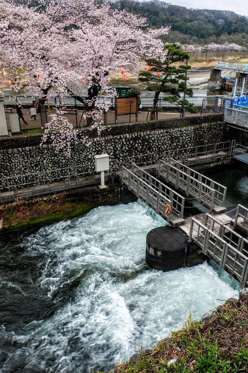 羽村堰の桜 東京都羽村市