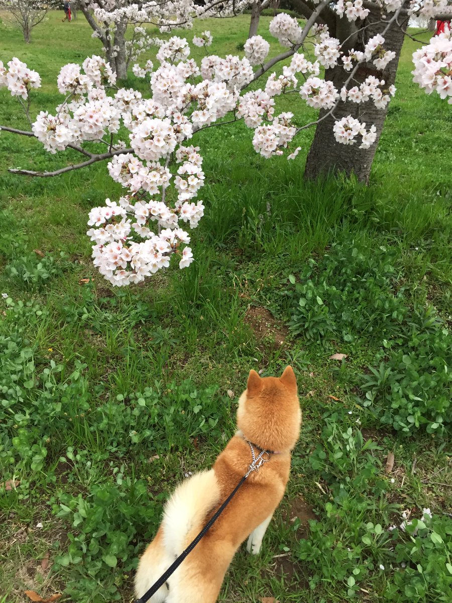 macaronirinrin's tweet photo. イッヌ、生まれて初めての春＆桜の巻 https://t.co/G5lIDaxwSo