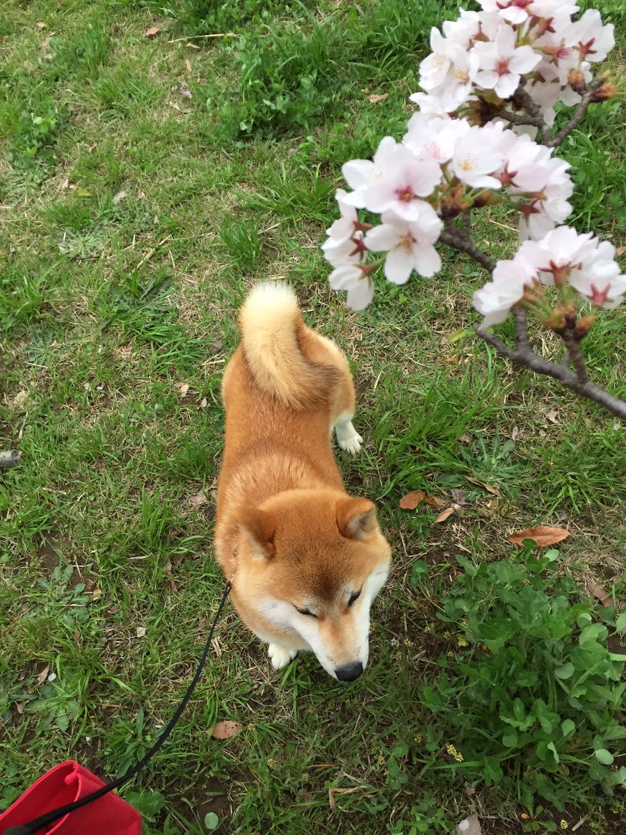 macaronirinrin's tweet photo. イッヌ、生まれて初めての春＆桜の巻 https://t.co/G5lIDaxwSo