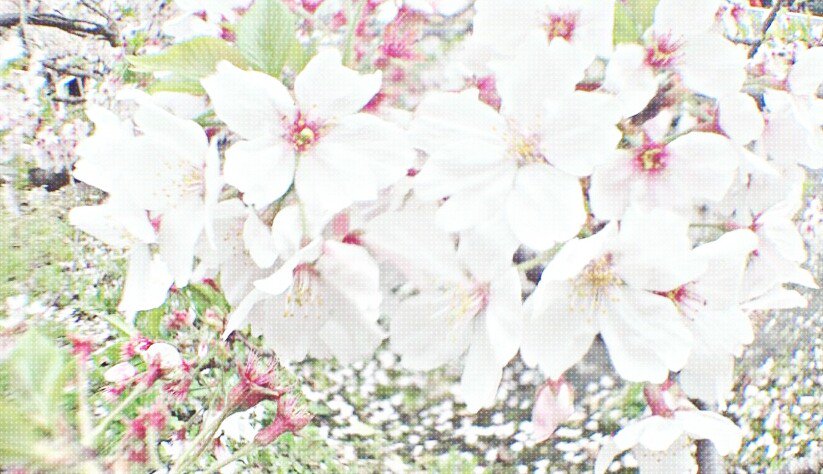 QBKKG's tweet photo. /

 お花見  〜〜  🌸💗
 めちゃくちゃ 綺麗 でした  🌱💨
 
\ https://t.co/mK2T3qcHhm