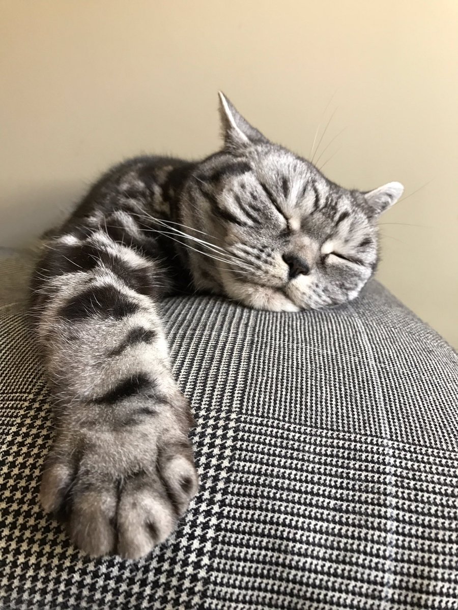 MichaelGSchmid1's tweet photo. Relaxing @KKokorinko @Didinette02 @Didinette02 @Marymar07 @francescofrong2 @Elverojaguar @kritterkondo @purringtonpost @nekomania4 #cat #me https://t.co/4dz00rYpzo