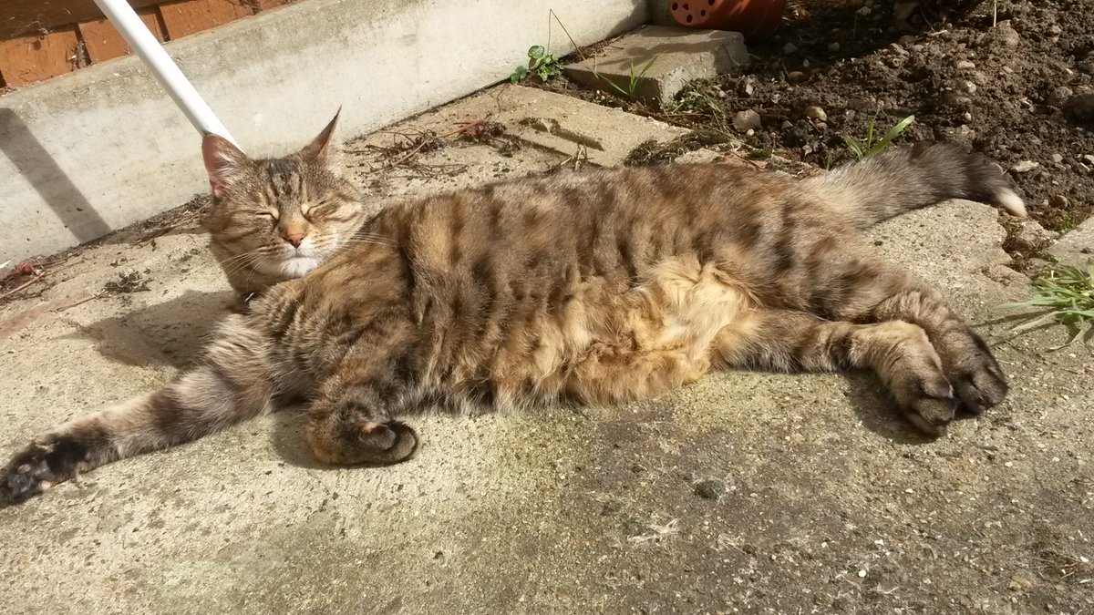 chattycatsuzi's tweet photo. The #hooman has put the #sunswitch on and I'm in the garden-room. Happy #chattycat. And it's #salmonsunday. Happy sunnyday@katemccabe35 https://t.co/7DTHKumRTr