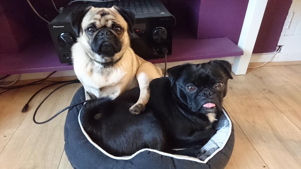 No humans, Sunday is a day of rest... and bacon!! Now back to the kitchen and makes us some sandwiches! #puglife #Wigglepug