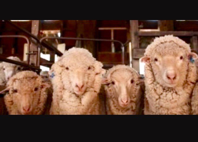 cljustice1's tweet photo. Insomnia Squad! Don't hate on my herd! #daykiller #steroidoverload #myadrenalssuck #pituitaryproblems https://t.co/8ql92aFHlp