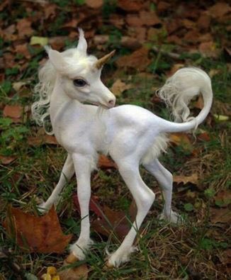 MoragTwort's tweet photo. #NationalUnicornDay ๐Have a great day #IndysComing https://t.co/cOp59TwR05