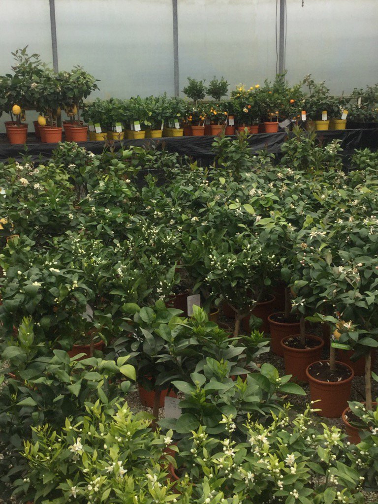 CrossCommonNurs's tweet photo. Citrus house full of beautiful scent this today. #lemon #orange #citrus trees #crosscommonnursery https://t.co/JQdmOKsIsP