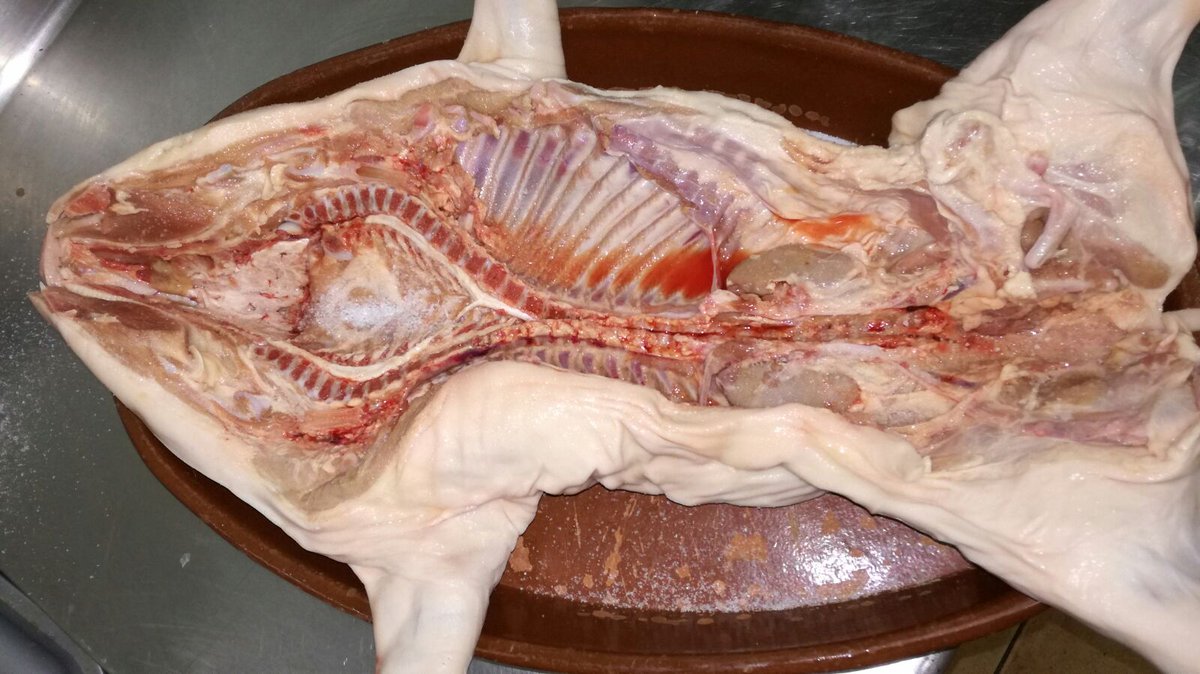 triniagg's tweet image. Cochinillos preparados para asar #cochinillo #Benalmádena