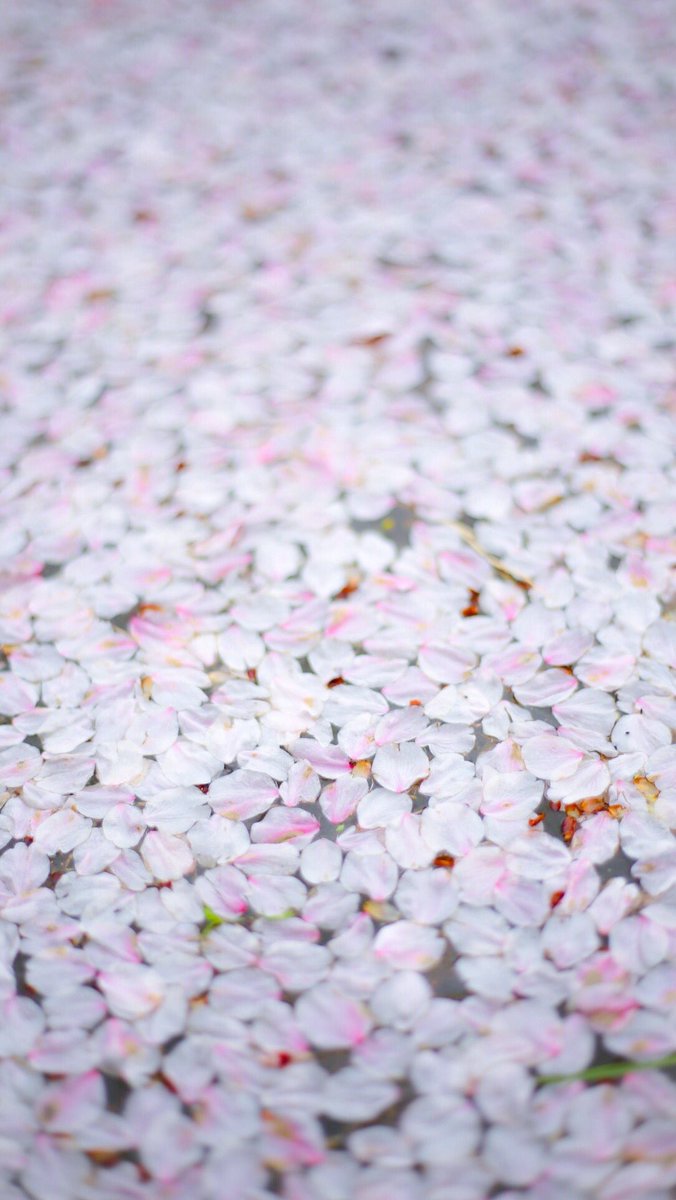 田中 太郎 𓄃 近所の桜並木で皆さんが上を見上げてる中 私は1人で水面に散った桜を撮り 自己満足して帰りました 壁紙やヘッダーにどうでしょうか 貴方のiphoneに桜を降らせて下さい ファインダー越しの私の世界 Photography Coregraphy T