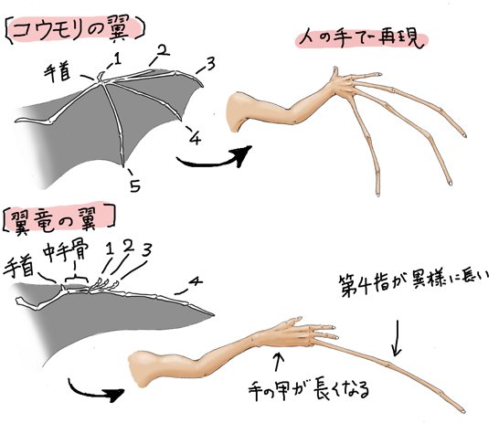 川崎悟司 コウモリ と 翼竜 の翼の違いを人間の手にして比較してみた