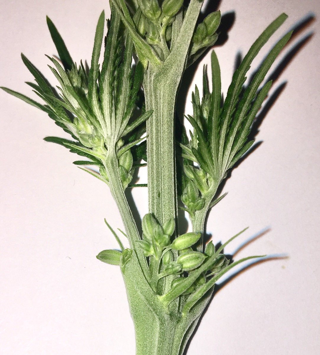 EmeraldZoo's tweet photo. This is #NotWhatYouWantToSee out of a feminized seed, but yes it happens. This poor fella got his death certificate stamped. More to come... https://t.co/GucNFz5hoO