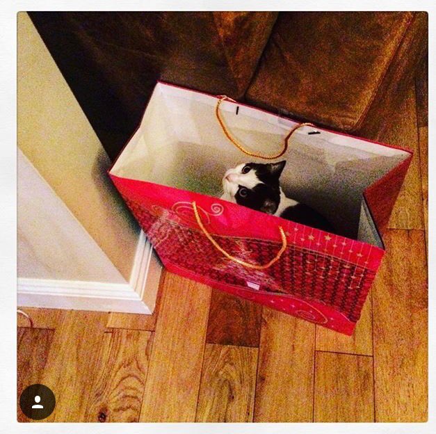 KieratheKat's tweet photo. I only have myself to blame #cantresistabag https://t.co/szHxhrSJCy