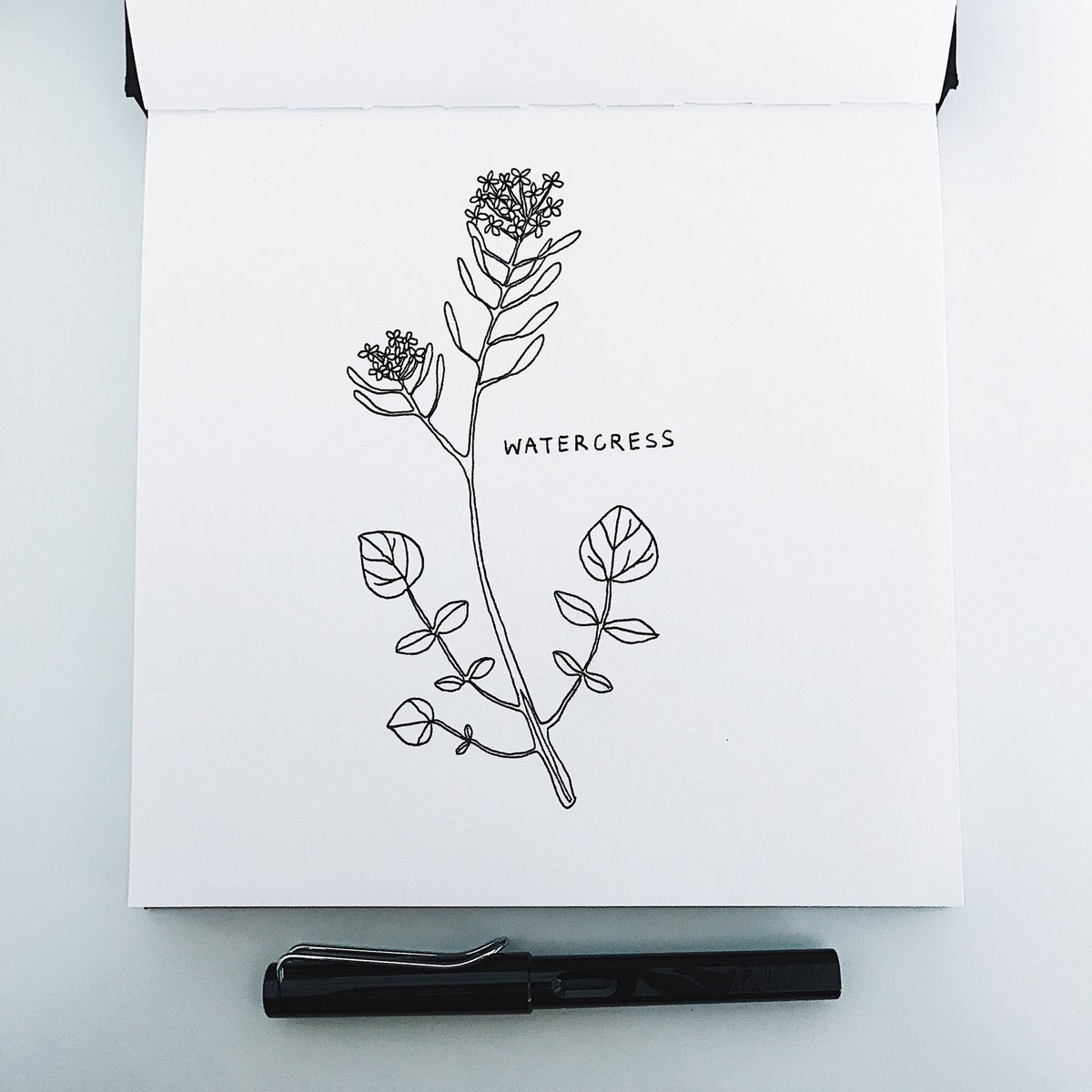 bykatrinasophia's tweet photo. Drawing wild flowers for my 100 day project https://t.co/dVzyk50L73 https://t.co/upaB9uE0y0