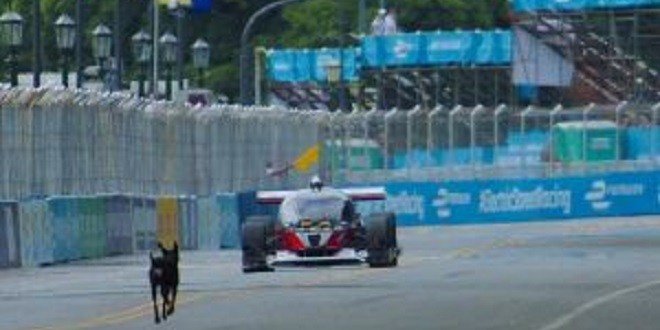 flashinfoma's tweet image. ROBORACE : UNE VOITURE AUTONOME ÉVITE UN CHIEN MAIS SE LOUPE DANS UN VIRAGE bit.ly/2oehLPk