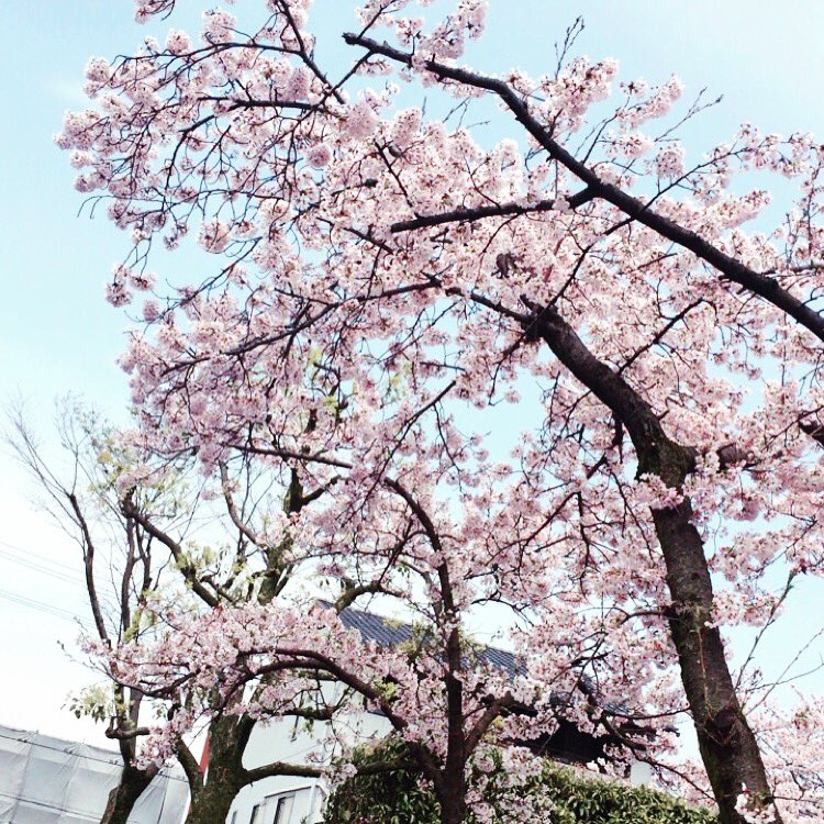 chi09304649's tweet photo. お仕事お休みだから、桜見に行ってきた。
青空が綺麗にマッチしてて最高👍 https://t.co/WBZ6Mngzkd