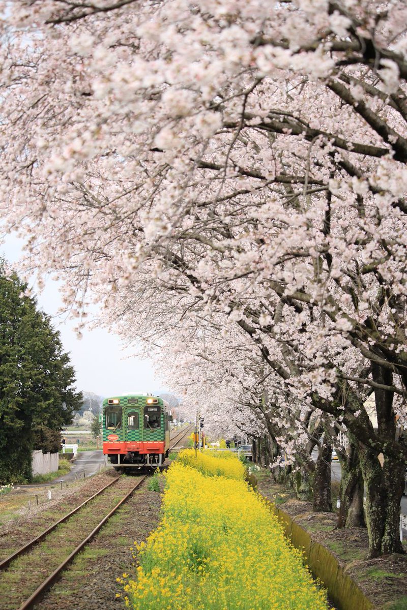 コットンウェイの道端から コロナに負けず頑張ろう真岡鐵道 على تويتر 今日の真岡線 桜と菜の花が共演する北真岡は この天気でも賑やかでした 17 4 9 西田井ー北真岡 6002レ 134レ 真岡鐵道 真岡鉄道 Slもおか 桜