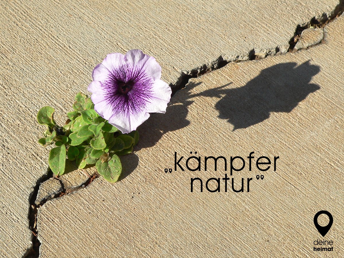 Fight for your right! 

#deineheimat #kämpfernatur #petunie #straße #blume #fighter #durchsetzungsvermögen #flower #flowerpower #fight